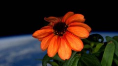 fiore sbocciato nello spazio (fonte: Scott Kelly, NASA)