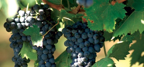 Uva montepulciano