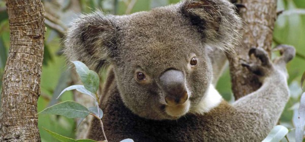 koala