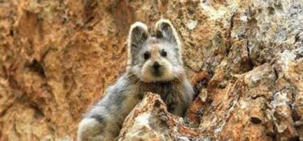 Il pika di Ili è uno degli animali più misteriosi del pianeta.