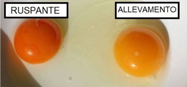 Uova, come cambia il colore del tuorlo