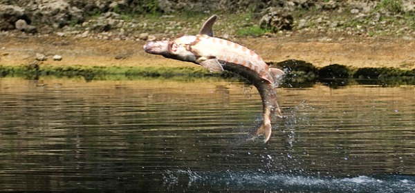 salto di uno storione