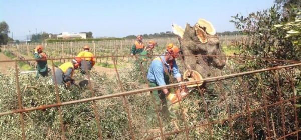 Abbattimento di 45 Ulivi A Oria, foto da twitter