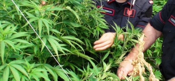 maxi coltivazione di marijuana