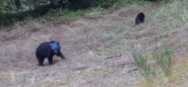 L'orso dalla testa blu