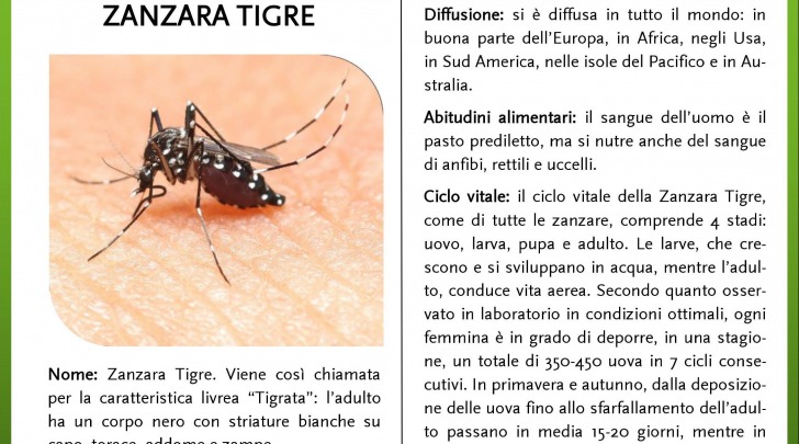 Zanzara, tigra, infestazione, punture