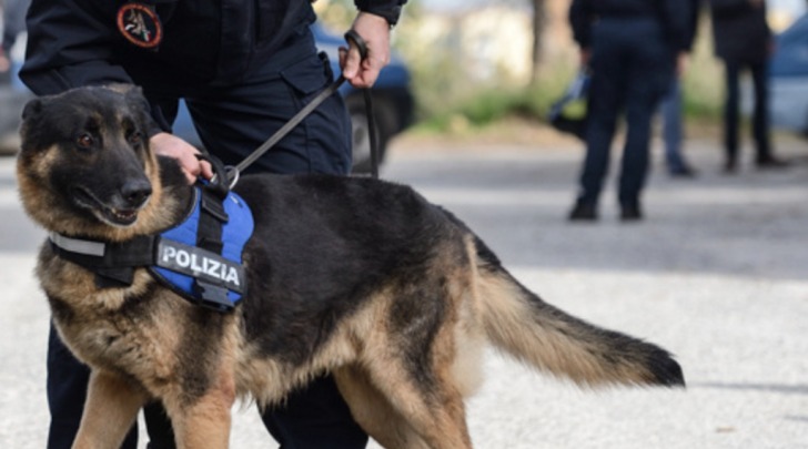 Cani poliziotto