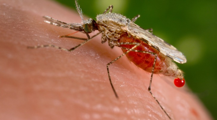 Zanzara Anopheles stephensi